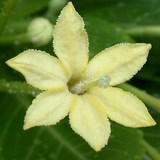 PALMIER HAWAIEN - BRIGHAMIA INSIGNIS - QUESTION 1097